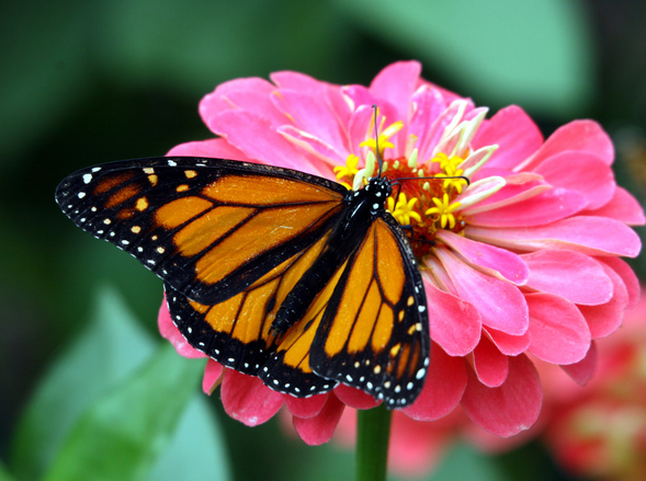 Дори пеперудите от вида Монарх могат естествено да променят генома си