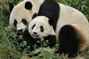 Учени търсят път към ново поколение биогорива в екскременти на панди