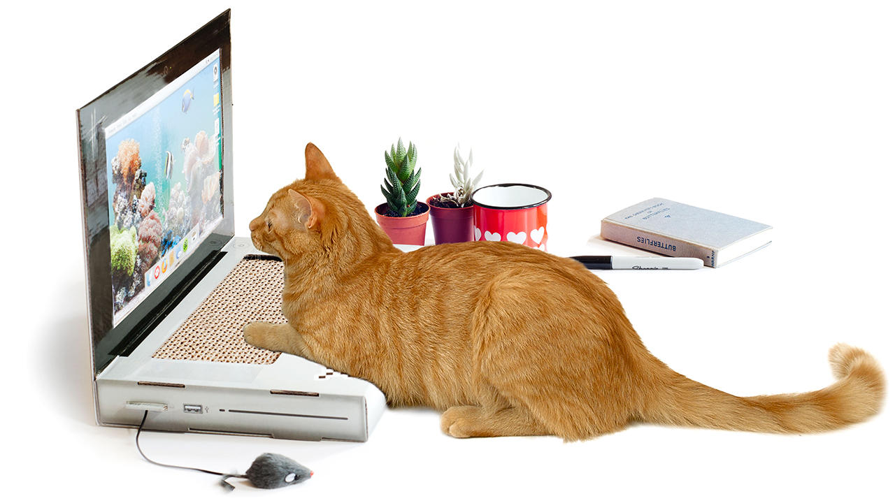 Лаптоп за котки
