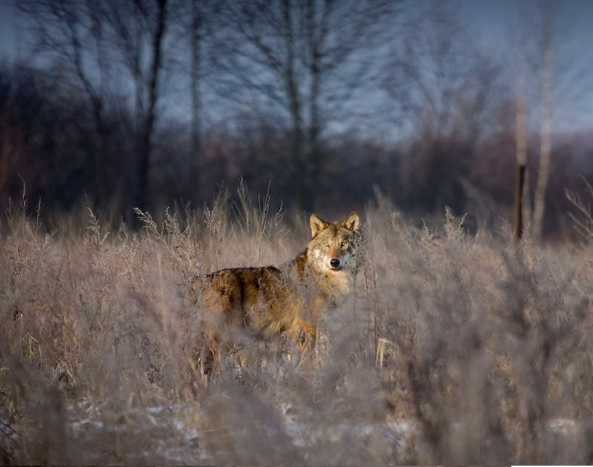 Популацията на вълци в отцепената зона на Чернобил е 7 пъти по-висока спрямо тази в природните резервати в региона
