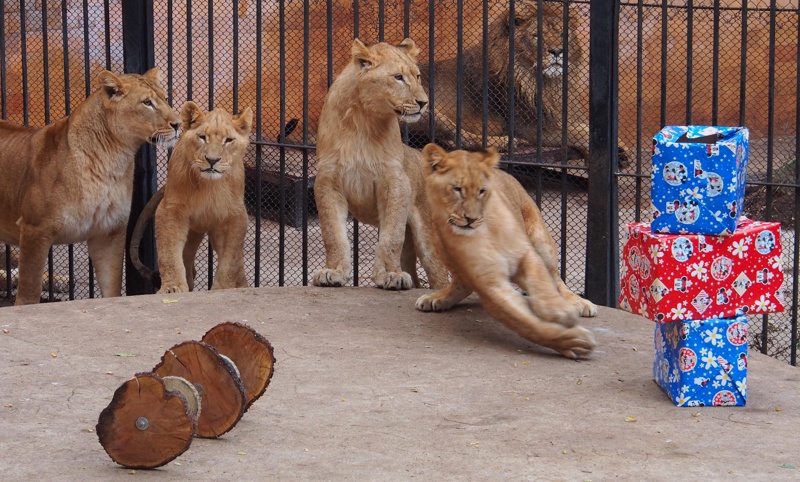 ЧРД на трите лъвчета в зоопарка (снимки)