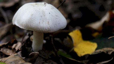 Австралийка беше осъдена на доживотен затвор по три обвинения в