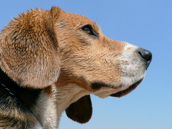 ГМО кучетата са от породата Бигъл