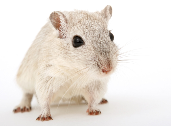 За да проучат как влияе агресията на мозъчната дейност, учените експериментираха с мишки