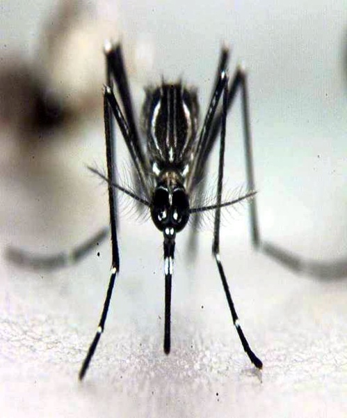 Дилма Русеф обяви война на комара, който разнася вируса Зика