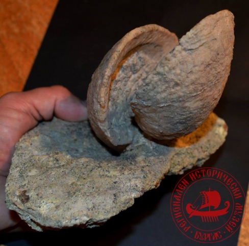 Бургаски музей търси спонсори да откупи вкаменелости