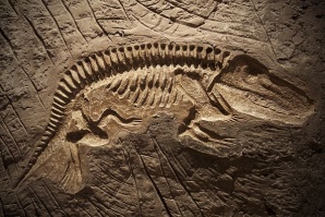 Учени откриха фосили от малък мозазавър в Япония