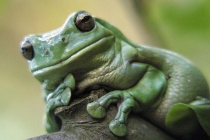 Изследователи откриха 6 нови вида жаби