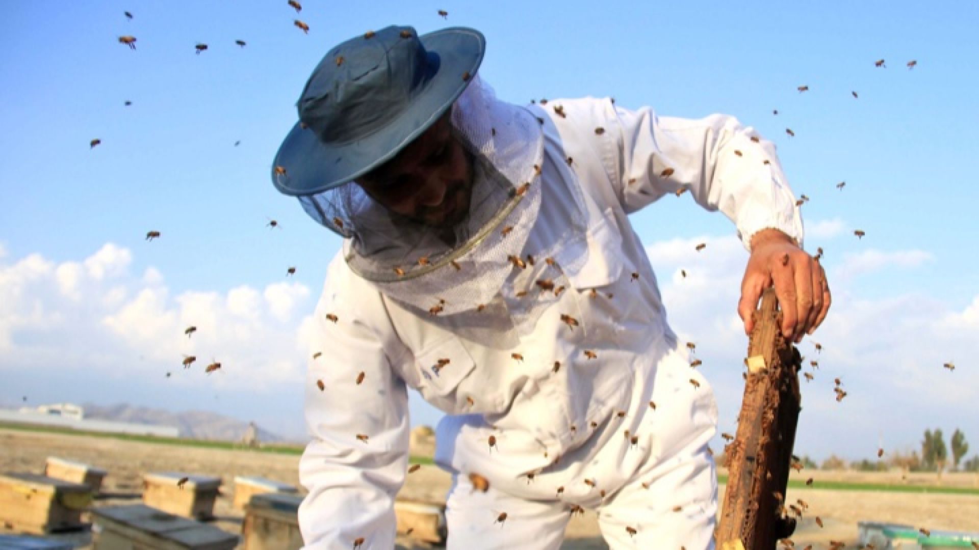 "Черна година" е 2019-а за пчеларите в Европа