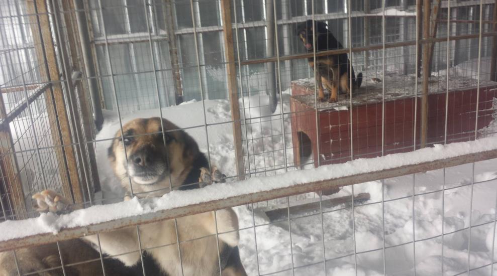 Протест срещу лошите условия в кучешките приюти