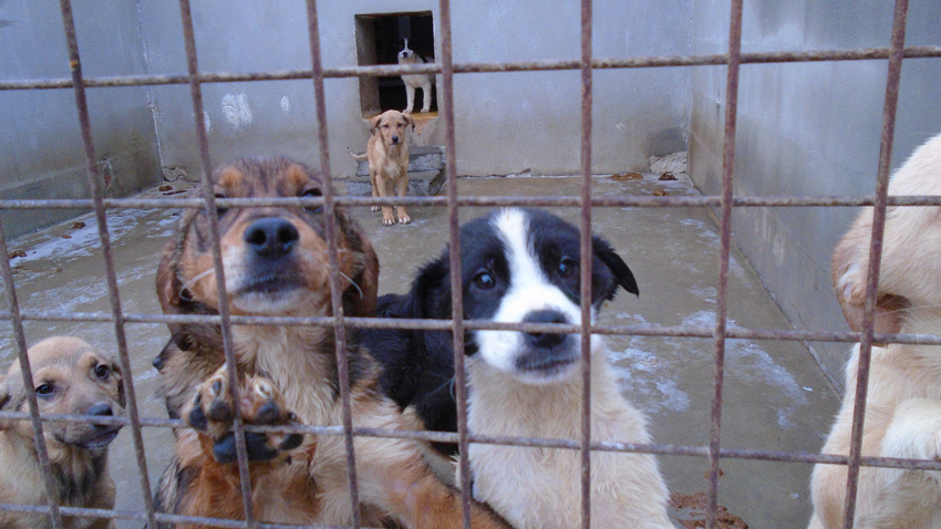 ”Четири лапи”: Трайно намаляват бездомните кучета в София