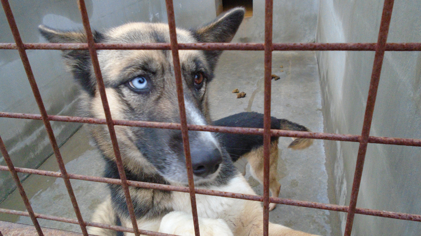 В приюта има кучета от всякакви породи