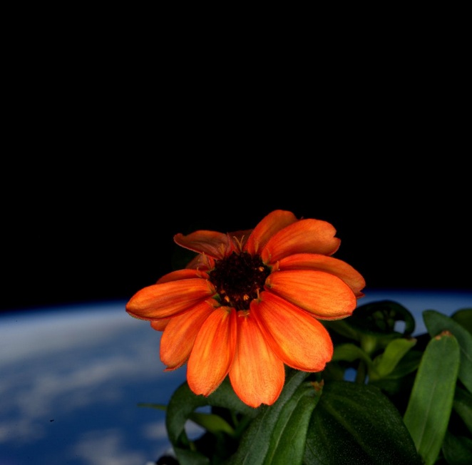 Първото цъфнало цвете на борда на МКС