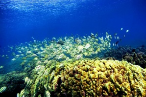 Отгледани в лаборатория корали се размножиха в природата