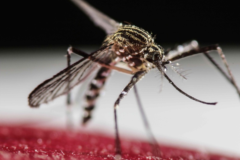 ГМО-комарите и вирусът Зика