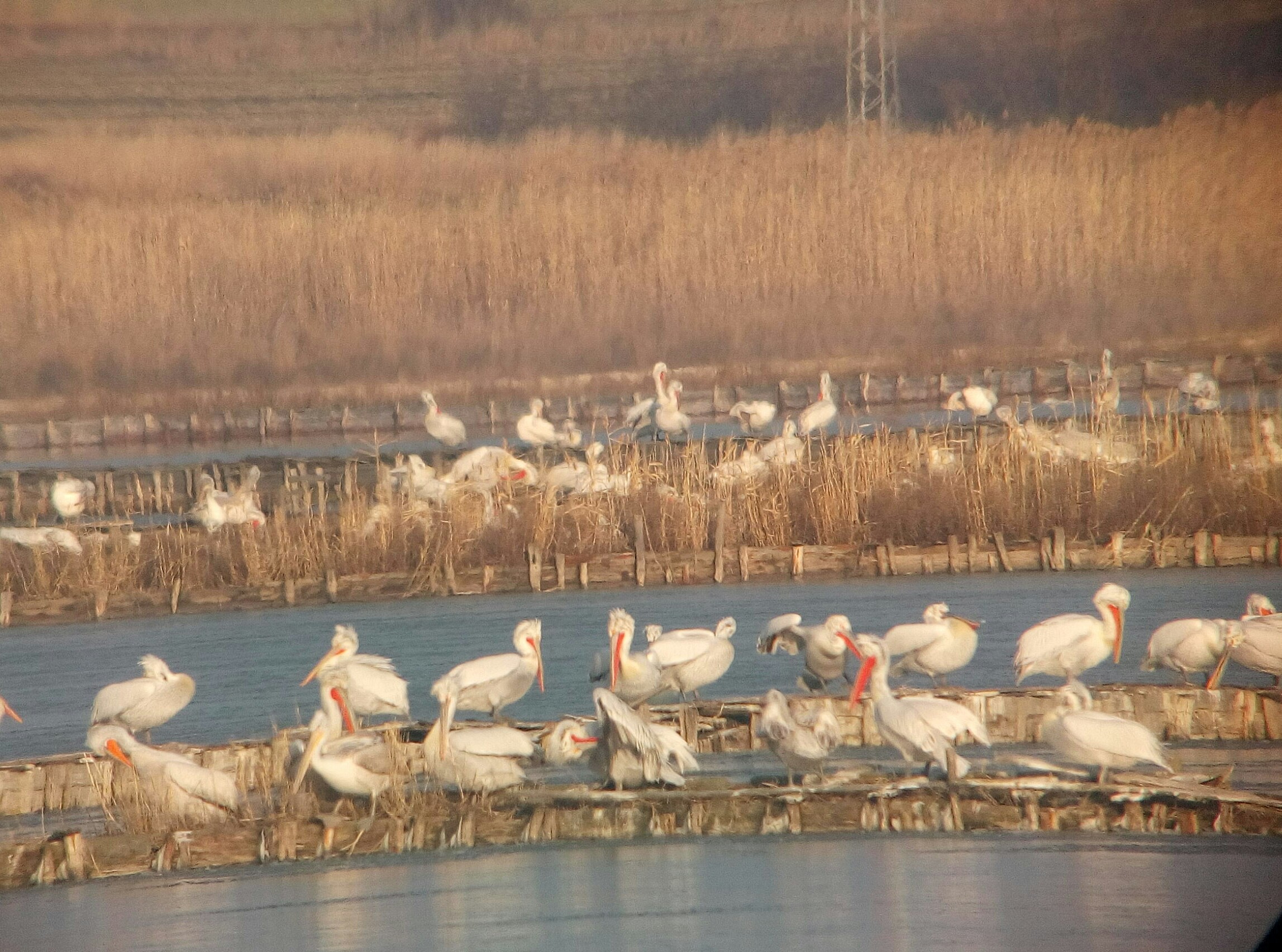 Бум на пеликани и фламинго на Атанасковкото езеро