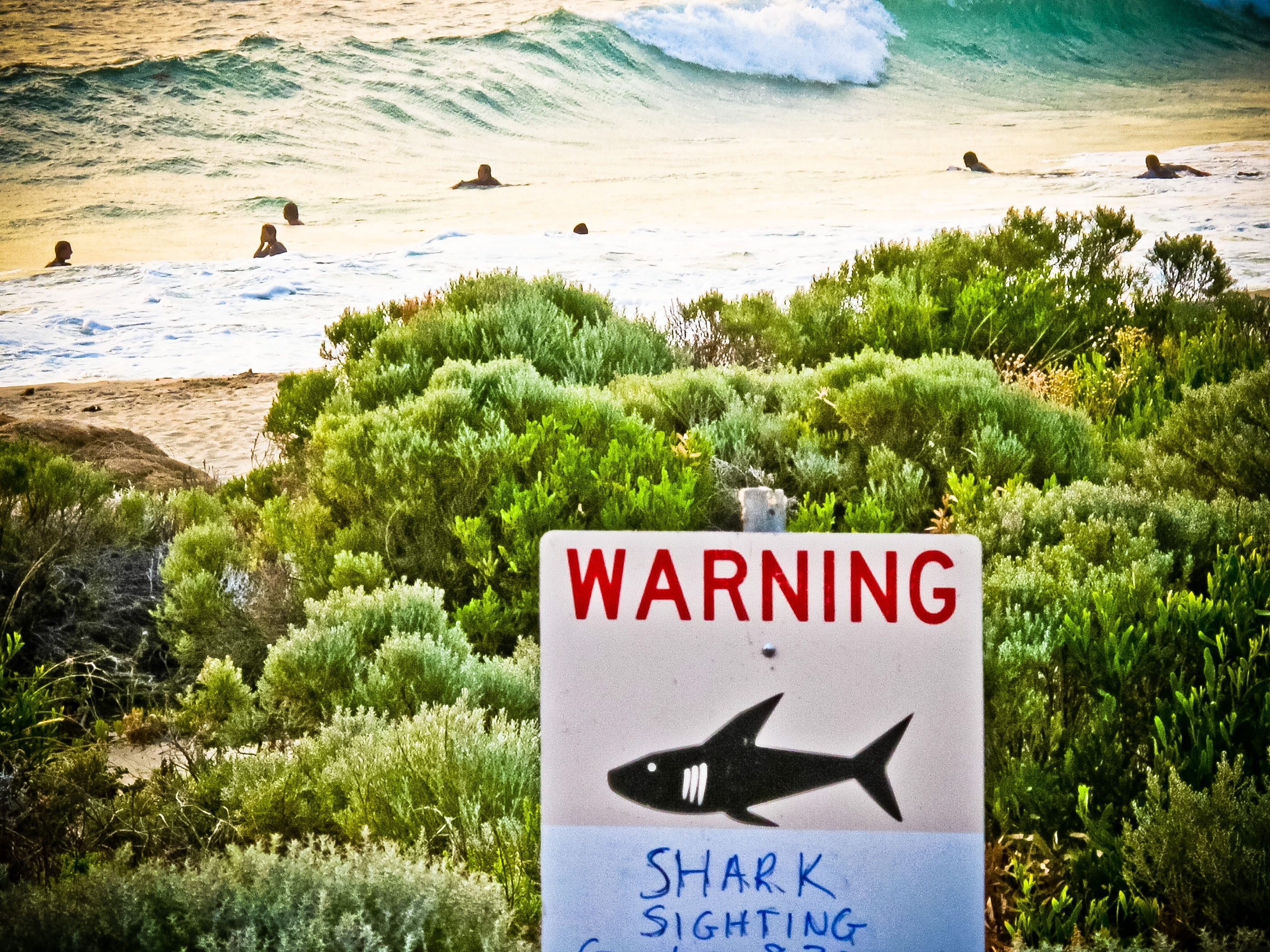 Предупреждение за акули в австралийски води край град Грейстаун
