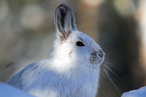 Учени замразиха и размразиха мозъка на заек