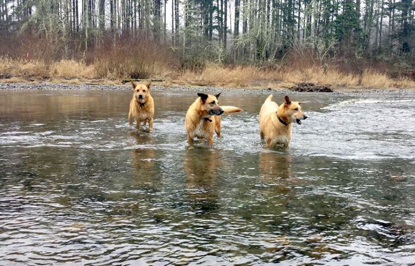 Експерти: Водете кучетата да плуват вместо на разходка