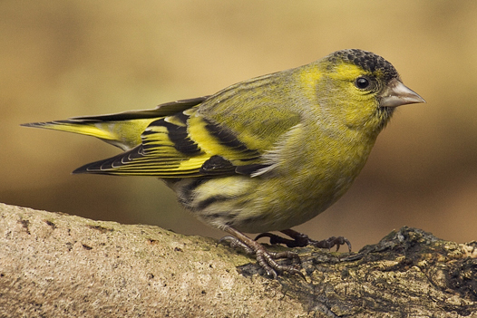 Елшова скатия (Carduelis spinus) е дребна пойна птица