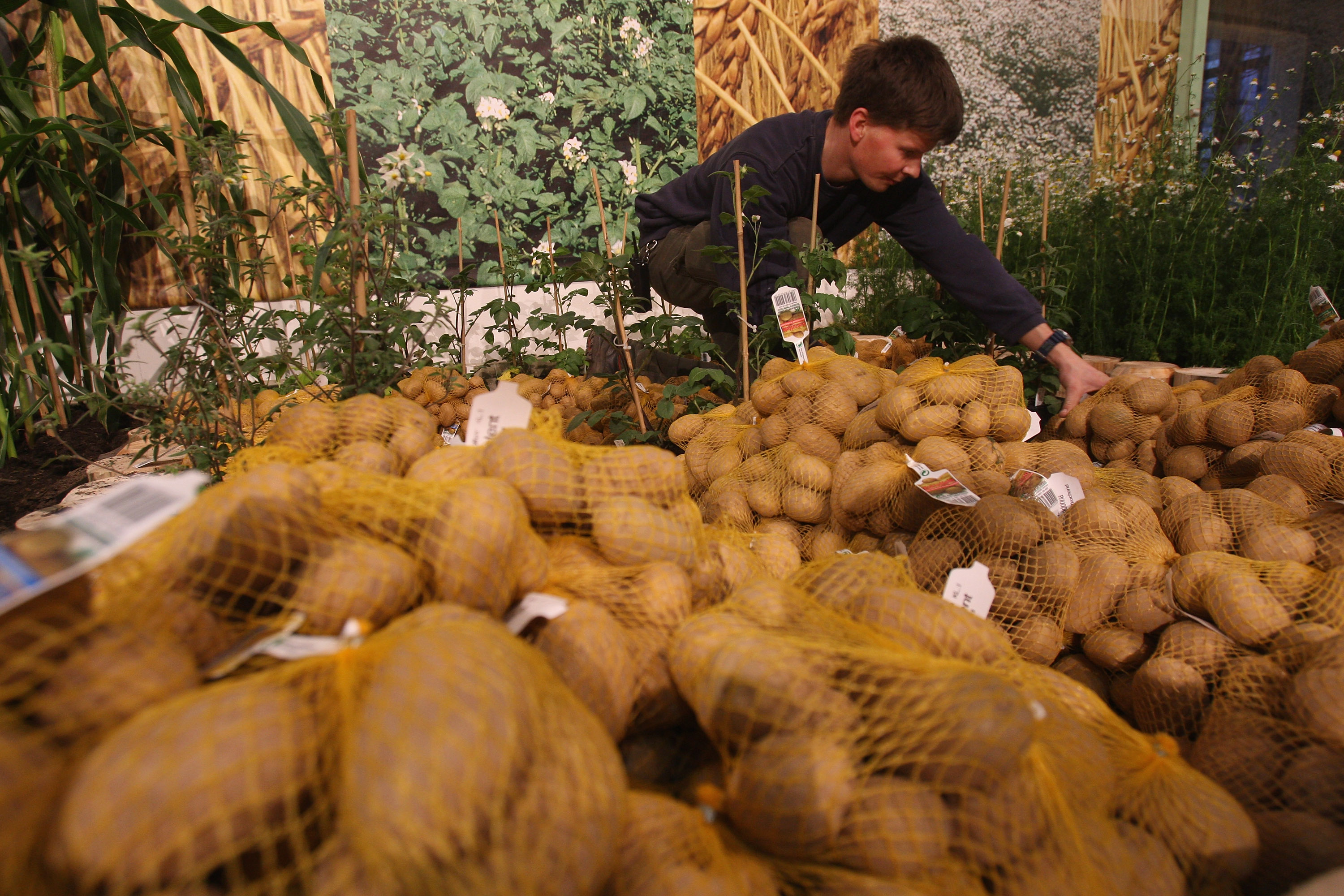 България потребява около 500 000 тона картофи на година