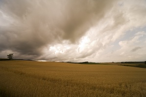 Учени търсят древни гени, за да е житото по-устойчиво на промените в климата