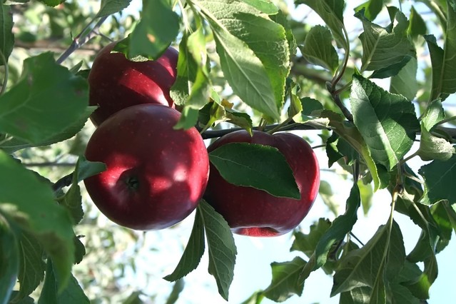 Фермер: Българските ябълки изчезват