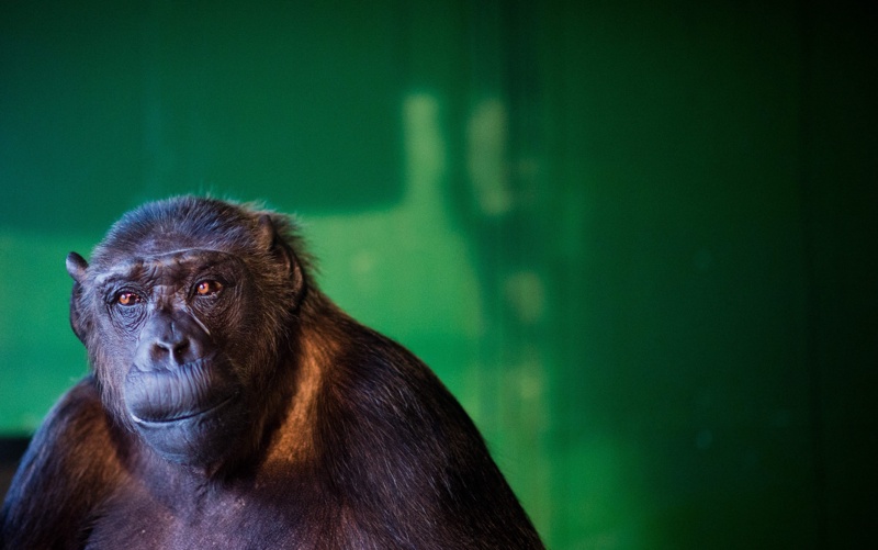 Вярват ли шимпанзетата в Бог?