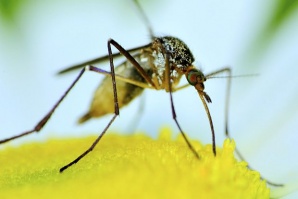 Западнонилската треска е сезонна болест и се регистрира в периода на най-голяма активност на комарите