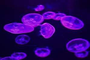 Медуза крие тайната на вечния живот