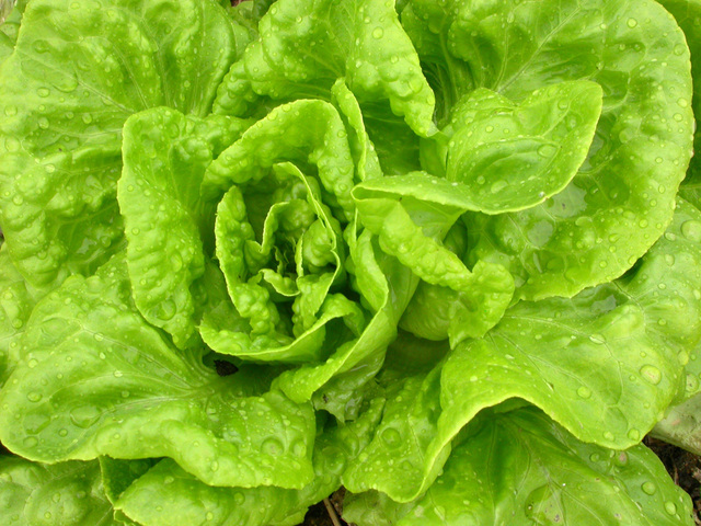 Витамините в измити пакетираните салати са по-малко
