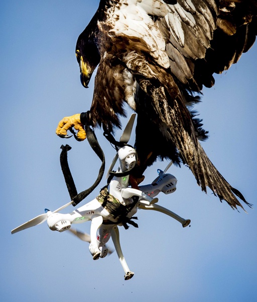 През март т.г. холандската полиция учебно пусна против дрон трениран орел на компанията ”Guard from Above” (Страж отгоре)