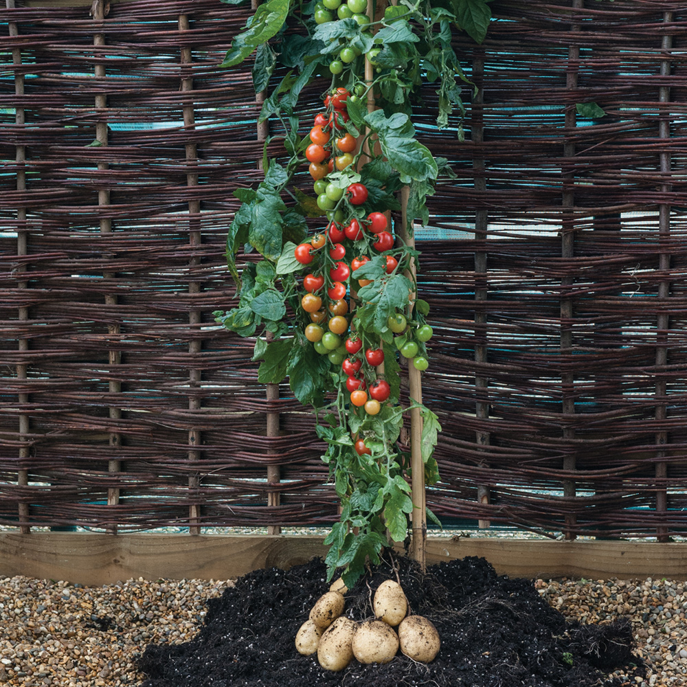 TomTato - разсад, от който поникват едновременно домати и картофи
