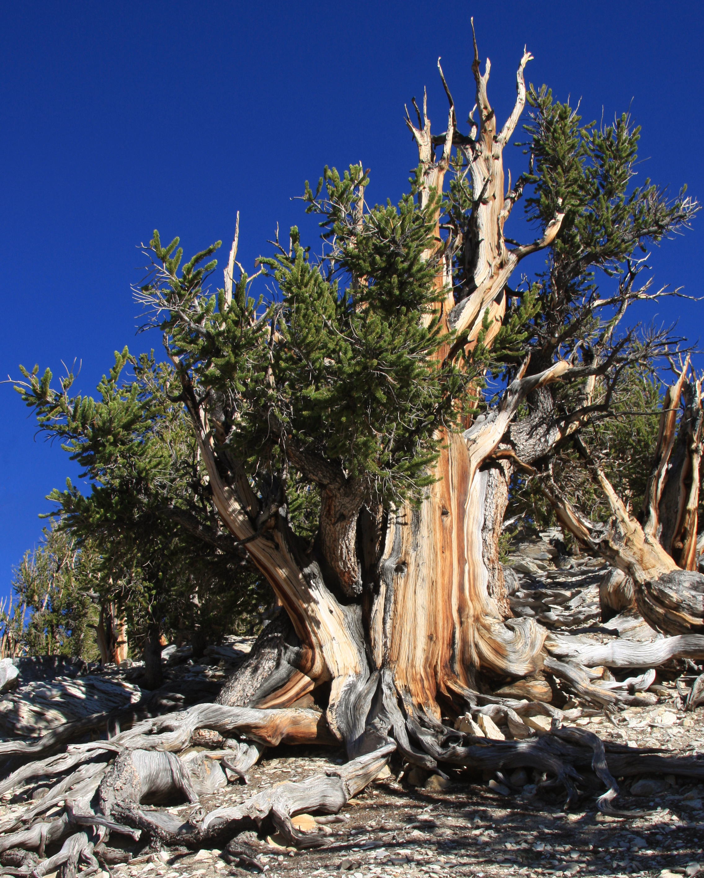 Най-старото дърво в света навършва 4847 години