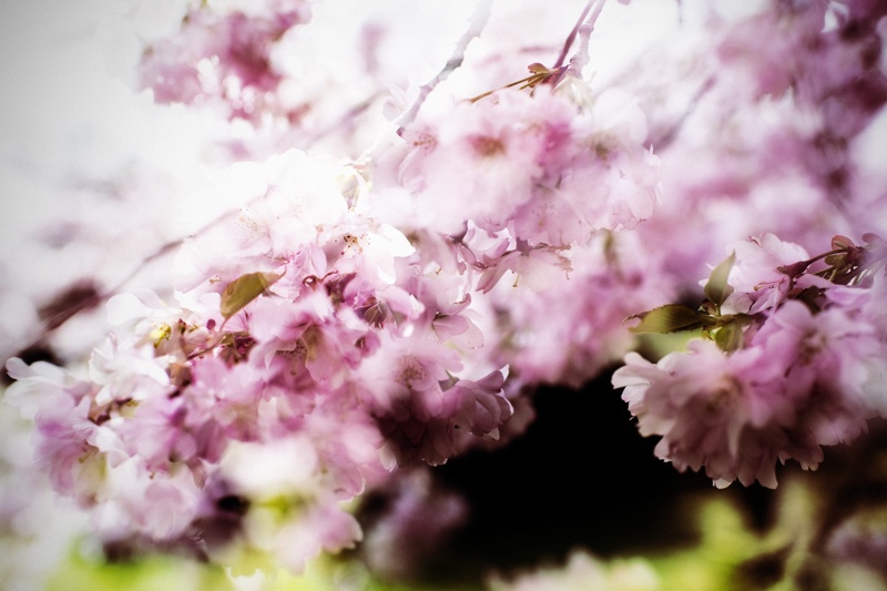 Когато цъфнат бонските вишни