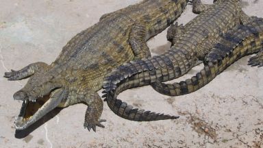 Убиха с чукове, тояги и ножове близо 300 крокодила във ферма (видео)