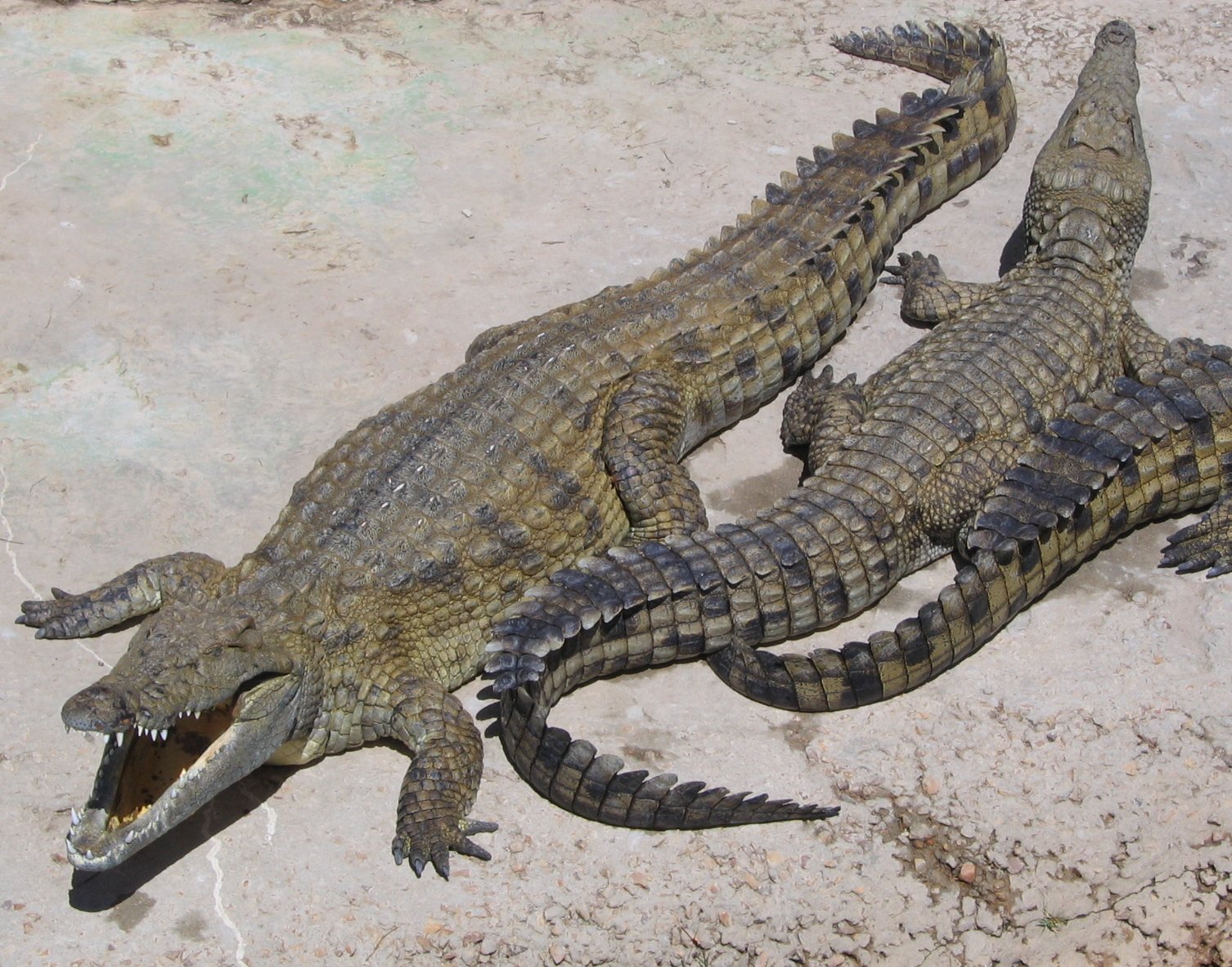 Нилски крокодили (възрастни, когато могат да достигнат дължина 5,5 метра и тегло над един тон)