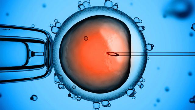Учените извлекли ядрото от яйцеклетката на майката и го прехвърлили в яйцеклетката на донорката
