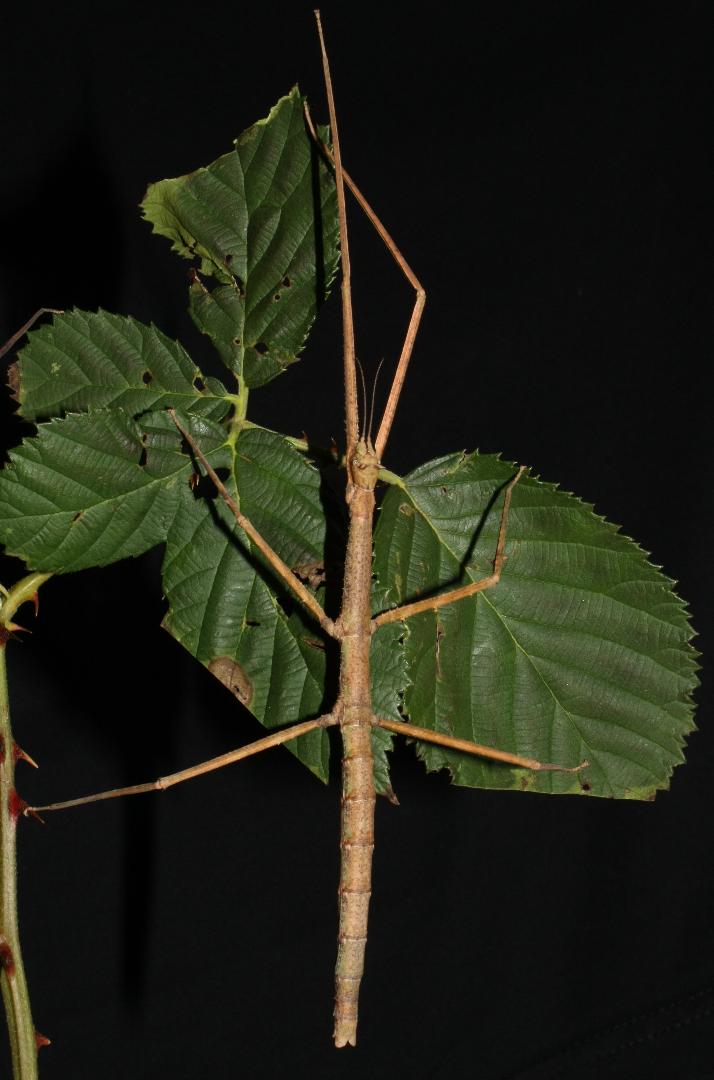 Насекомо от семейство пръчици, Phasmatodea, женско от Medauroidea extradentata