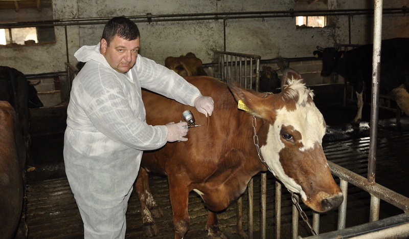 Ваксиниране на едрите преживни животни срещу заразния нодуларен дерматит
