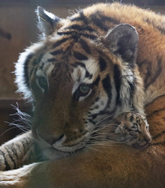 В руския Далечен Изток уловиха млада ”конфликтна” тигрица