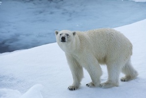 Белите мечки застрашително намаляват