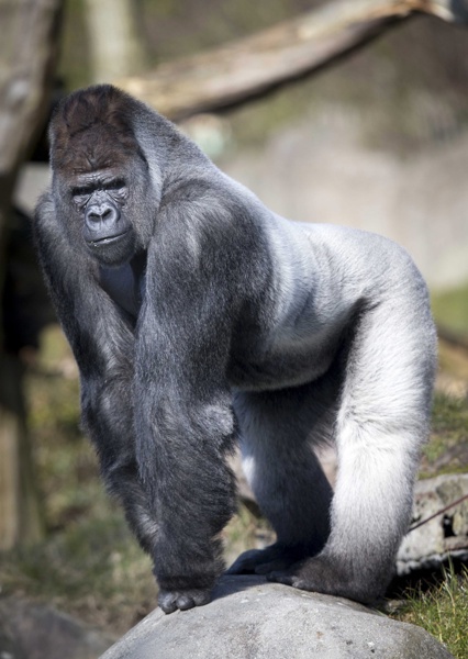 Убийство на горила в зоопарк възмути хиляди американци