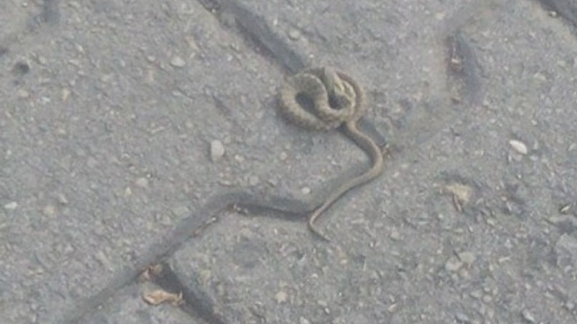 Змии плъзнаха в двор на детска градина и вдигна персонал