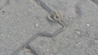 Змии плъзнаха в детска градина в Мадан