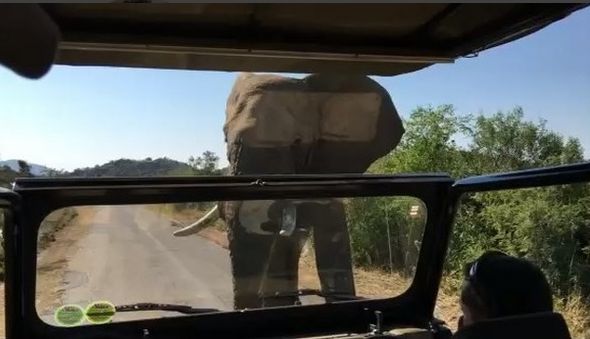 Слон подгони Арнолд Шварценегер (видео)