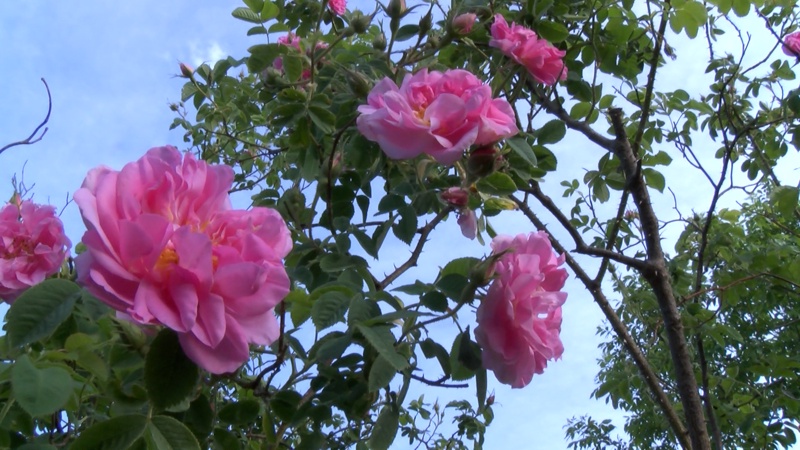 Омайващо от България