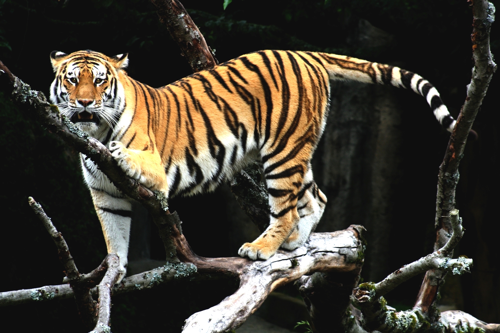 Хитра маймуна унижи тигър в резерват в Индия
