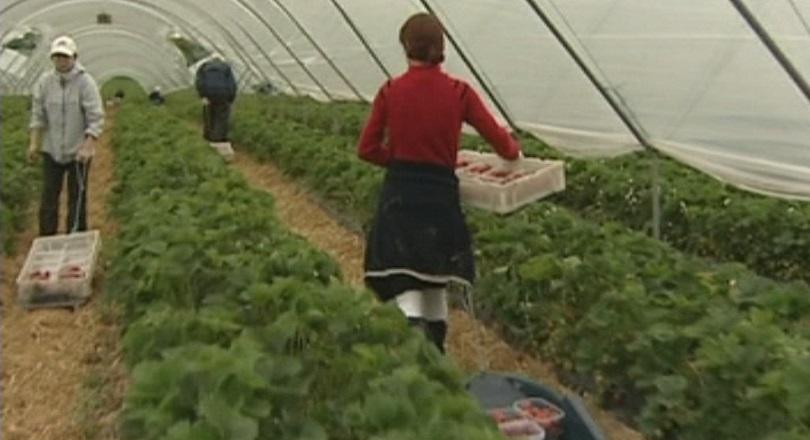 Български сезонни работници берат ягоди в Италия