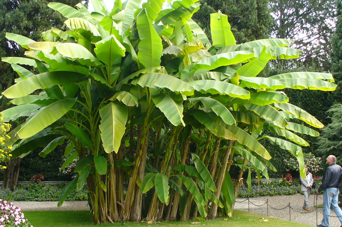 Възрастно бананово дърво